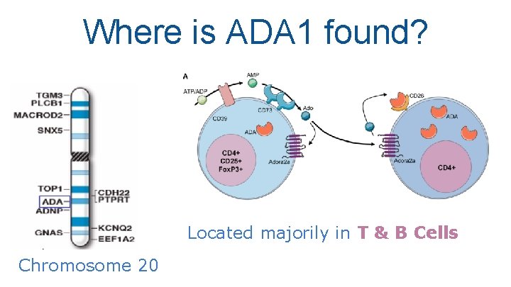 Where is ADA 1 found? Located majorily in T & B Cells Chromosome 20