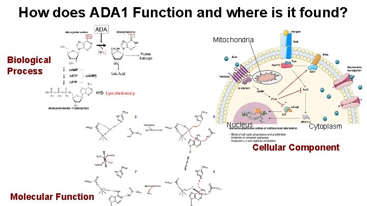 How does ADA 1 Function and where is it found? Mitochondria Biological Process Nucleus