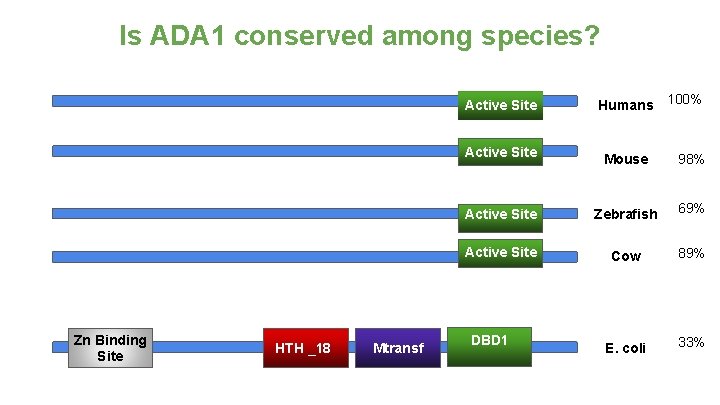 Is ADA 1 conserved among species? Active Site Humans 100% Mouse 98% Active Site