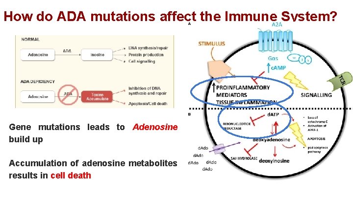 How do ADA mutations affect the Immune System? Gene mutations leads to Adenosine build