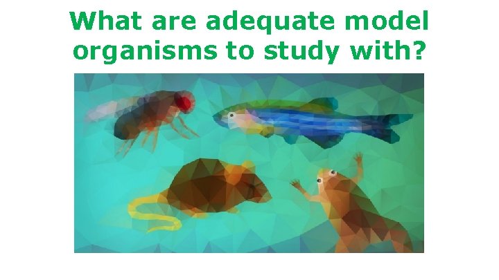 What are adequate model organisms to study with? 