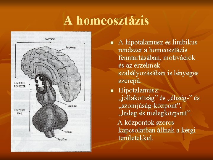 A homeosztázis n n A hipotalamusz és limbikus rendszer a homeosztázis fenntartásában, motivációk és