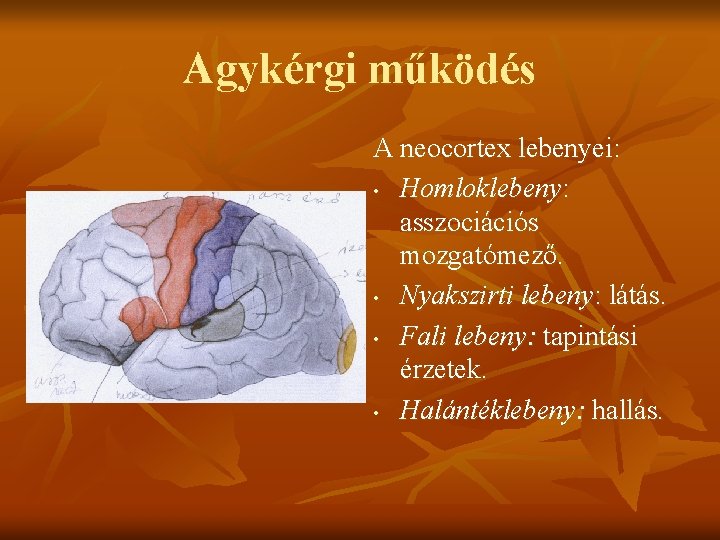 Agykérgi működés A neocortex lebenyei: • Homloklebeny: asszociációs mozgatómező. • Nyakszirti lebeny: látás. •