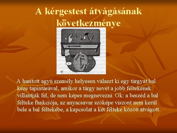 A kérgestest átvágásának következménye A hasított agyú személy helyesen választ ki egy tárgyat bal