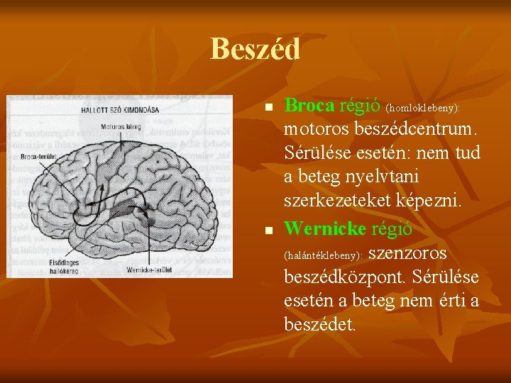 Beszéd n n Broca régió (homloklebeny): motoros beszédcentrum. Sérülése esetén: nem tud a beteg