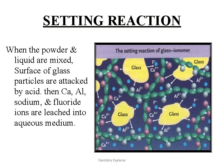 SETTING REACTION When the powder & liquid are mixed, Surface of glass particles are