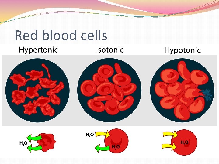 Red blood cells 