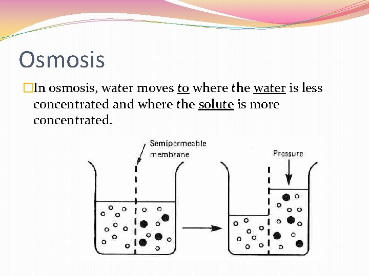 Osmosis �In osmosis, water moves to where the water is less concentrated and where