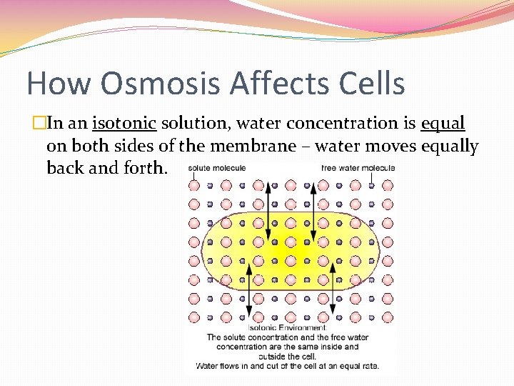 How Osmosis Affects Cells �In an isotonic solution, water concentration is equal on both