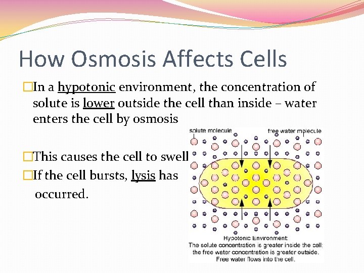How Osmosis Affects Cells �In a hypotonic environment, the concentration of solute is lower