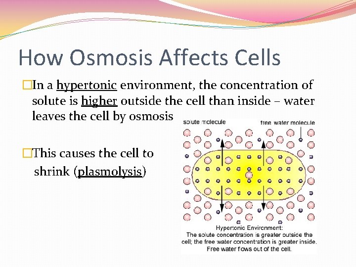 How Osmosis Affects Cells �In a hypertonic environment, the concentration of solute is higher