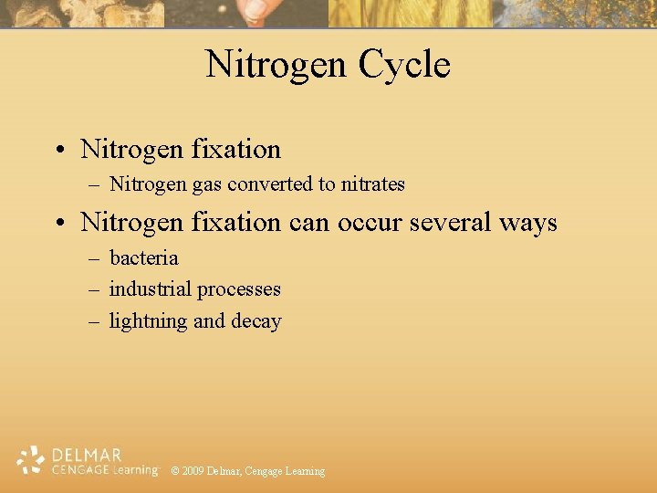 Nitrogen Cycle • Nitrogen fixation – Nitrogen gas converted to nitrates • Nitrogen fixation