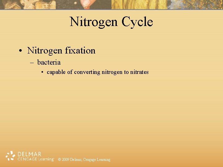 Nitrogen Cycle • Nitrogen fixation – bacteria • capable of converting nitrogen to nitrates