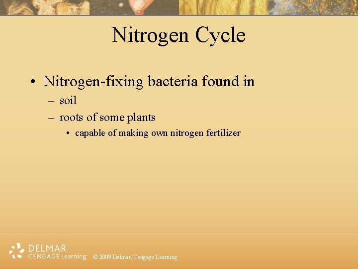 Nitrogen Cycle • Nitrogen-fixing bacteria found in – soil – roots of some plants