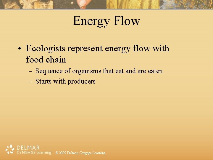 Energy Flow • Ecologists represent energy flow with food chain – Sequence of organisms