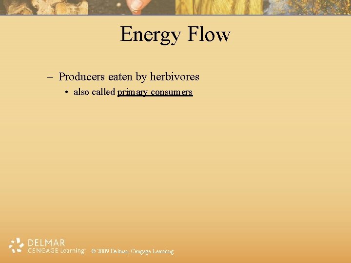 Energy Flow – Producers eaten by herbivores • also called primary consumers © 2009
