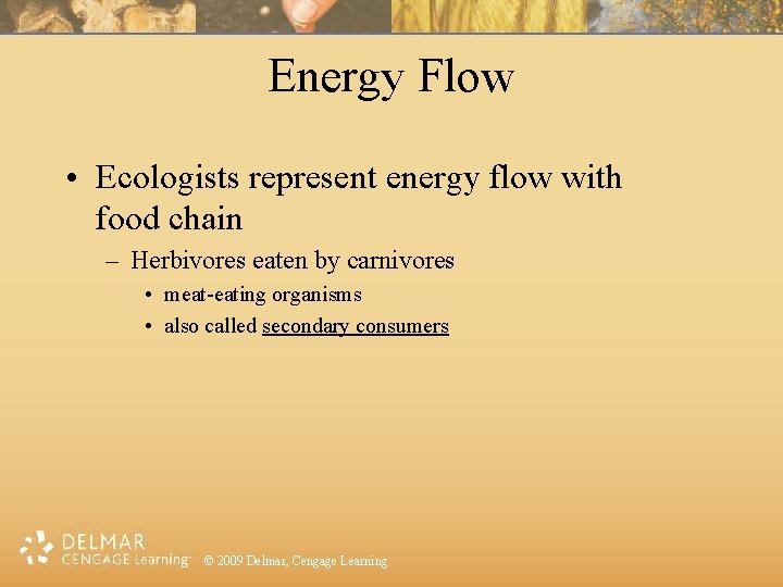 Energy Flow • Ecologists represent energy flow with food chain – Herbivores eaten by