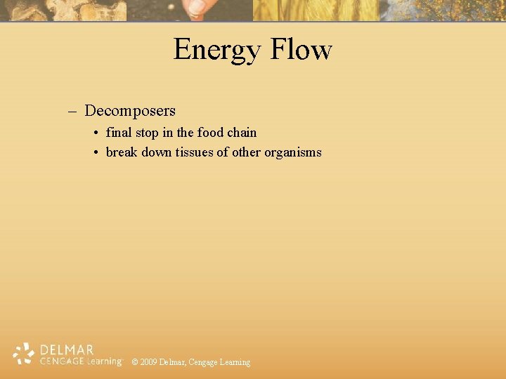 Energy Flow – Decomposers • final stop in the food chain • break down
