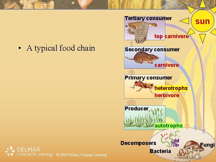 Tertiary consumer sun top carnivore • A typical food chain Secondary consumer carnivore Primary