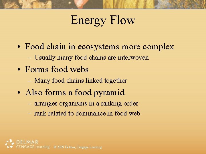 Energy Flow • Food chain in ecosystems more complex – Usually many food chains
