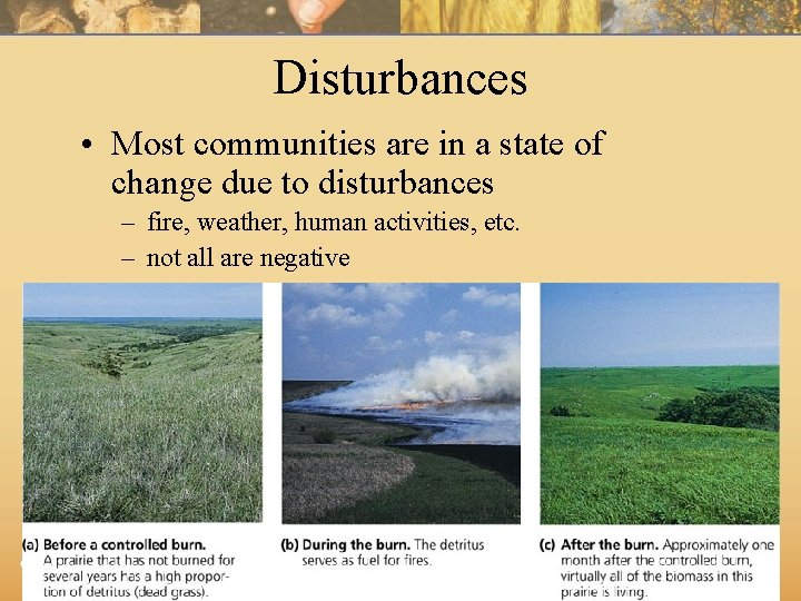 Disturbances • Most communities are in a state of change due to disturbances –