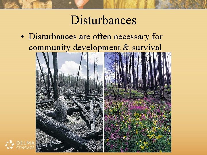 Disturbances • Disturbances are often necessary for community development & survival © 2009 Delmar,