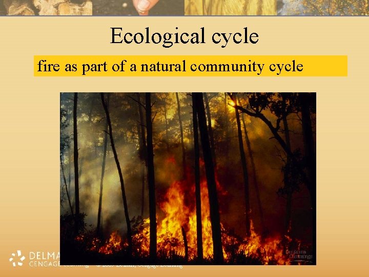Ecological cycle fire as part of a natural community cycle © 2009 Delmar, Cengage