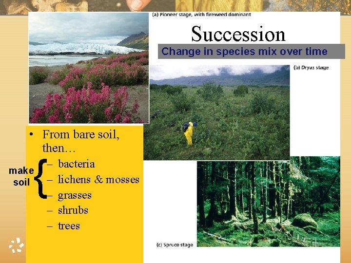 Succession Change in species mix over time • From bare soil, then… { make