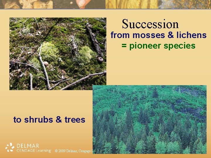 Succession from mosses & lichens = pioneer species to shrubs & trees © 2009