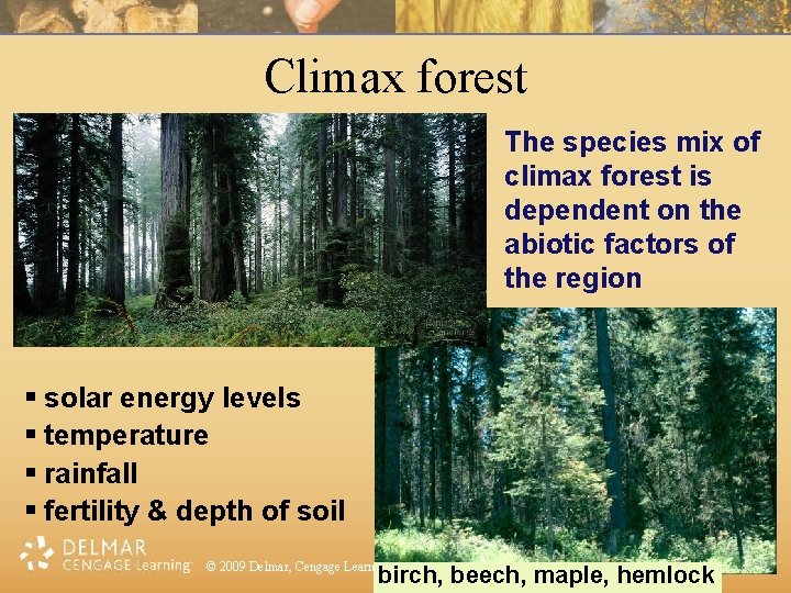 Climax forest The species mix of climax forest is dependent on the abiotic factors