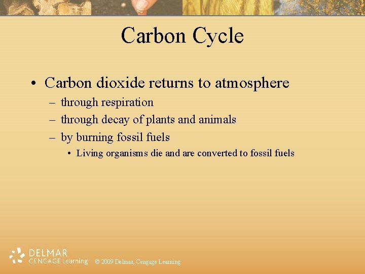 Carbon Cycle • Carbon dioxide returns to atmosphere – through respiration – through decay