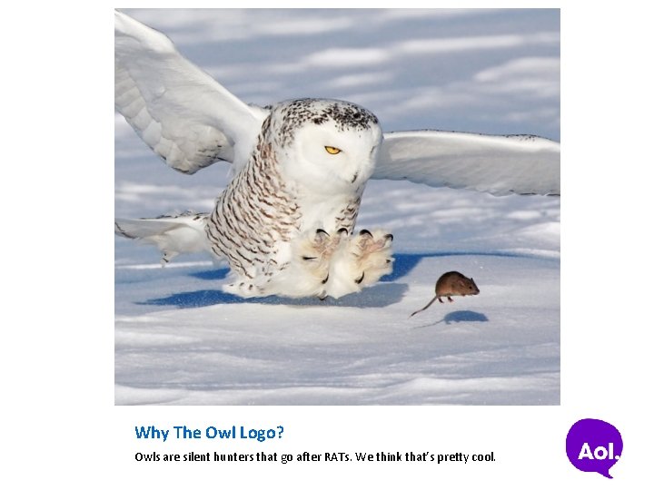 Why The Owl Logo? Owls are silent hunters that go after RATs. We think