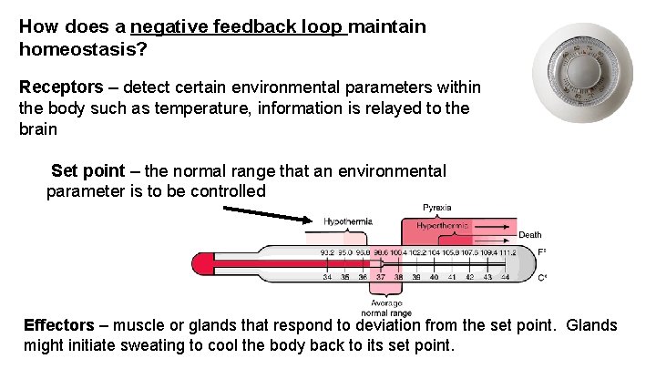 How does a negative feedback loop maintain homeostasis? Receptors – detect certain environmental parameters How does a negative feedback loop maintain homeostasis? Receptors – detect certain environmental parameters