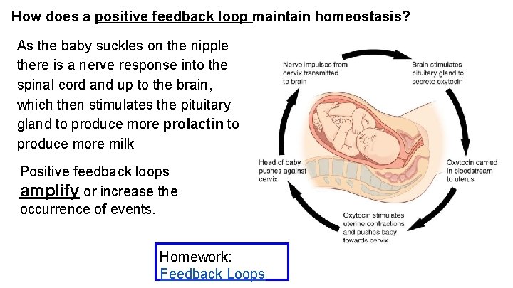 How does a positive feedback loop maintain homeostasis? As the baby suckles on the How does a positive feedback loop maintain homeostasis? As the baby suckles on the