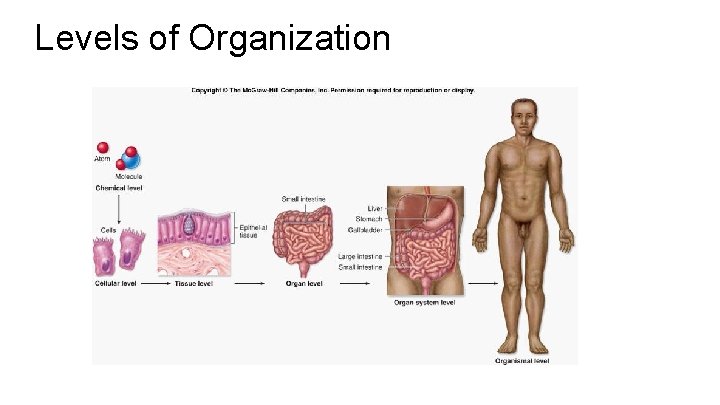 Levels of Organization Levels of Organization