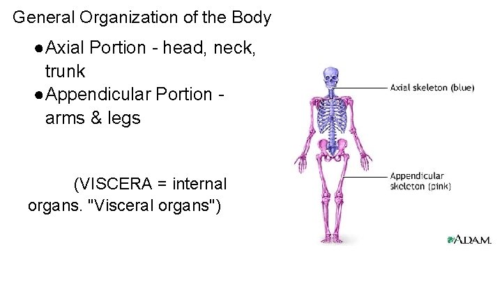 General Organization of the Body ●Axial Portion - head, neck, trunk ●Appendicular Portion arms General Organization of the Body ●Axial Portion - head, neck, trunk ●Appendicular Portion arms