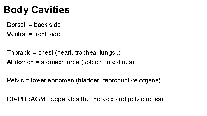 Body Cavities Dorsal = back side Ventral = front side Thoracic = chest (heart, Body Cavities Dorsal = back side Ventral = front side Thoracic = chest (heart,