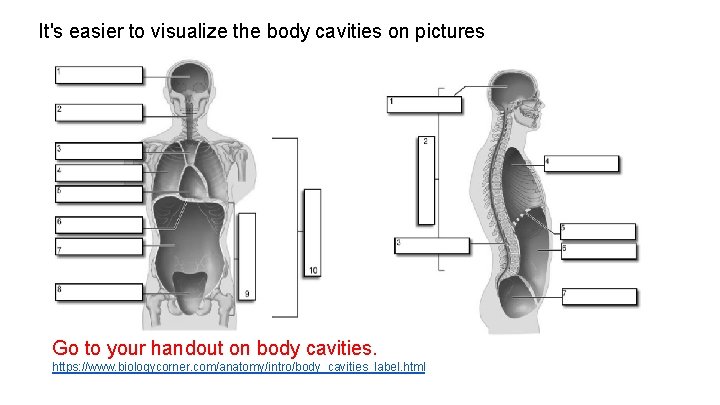 It's easier to visualize the body cavities on pictures Go to your handout on It's easier to visualize the body cavities on pictures Go to your handout on