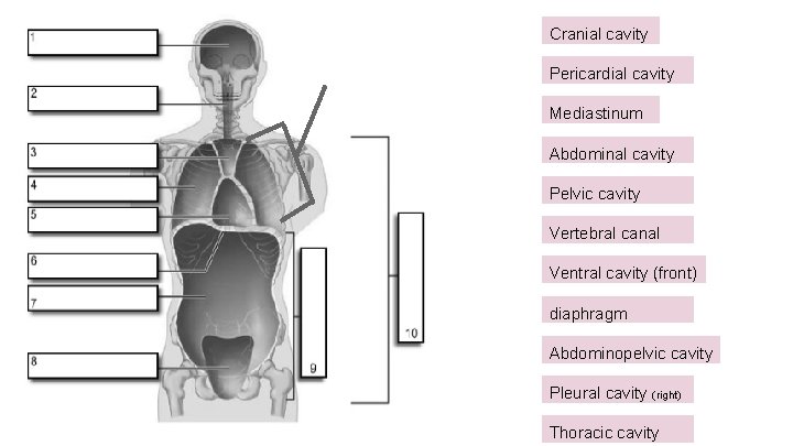 Cranial cavity Pericardial cavity Mediastinum Abdominal cavity Pelvic cavity Vertebral canal Ventral cavity (front) Cranial cavity Pericardial cavity Mediastinum Abdominal cavity Pelvic cavity Vertebral canal Ventral cavity (front)