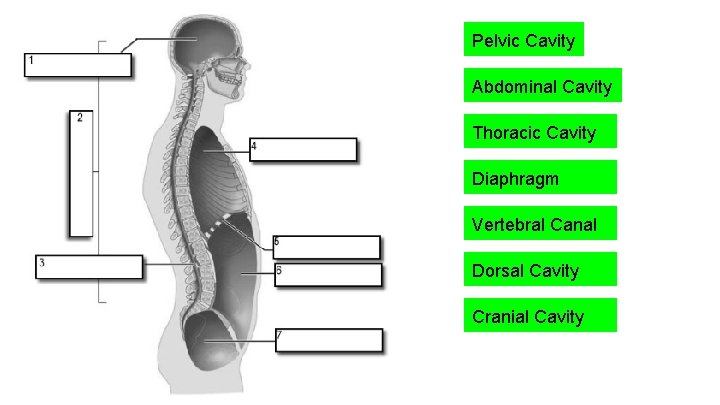 Pelvic Cavity Abdominal Cavity Thoracic Cavity Diaphragm Vertebral Canal Dorsal Cavity Cranial Cavity Pelvic Cavity Abdominal Cavity Thoracic Cavity Diaphragm Vertebral Canal Dorsal Cavity Cranial Cavity