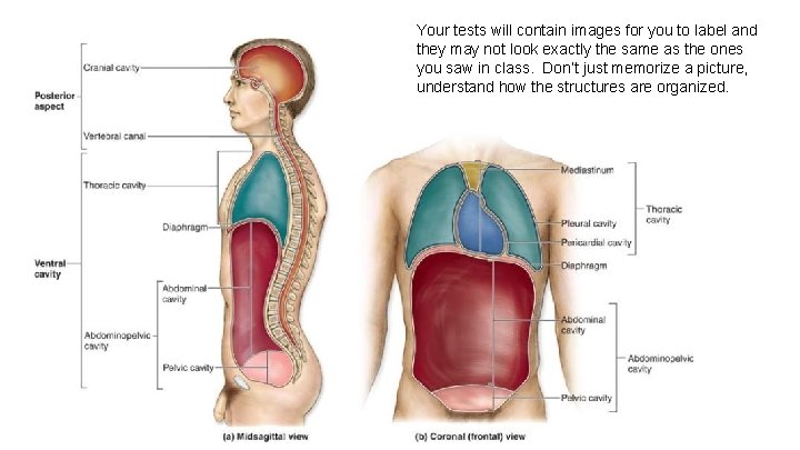 Your tests will contain images for you to label and they may not look Your tests will contain images for you to label and they may not look
