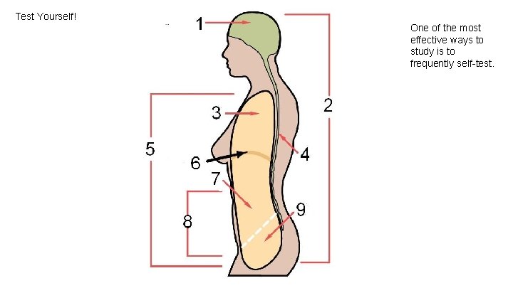 Test Yourself! One of the most effective ways to study is to frequently self-test. Test Yourself! One of the most effective ways to study is to frequently self-test.