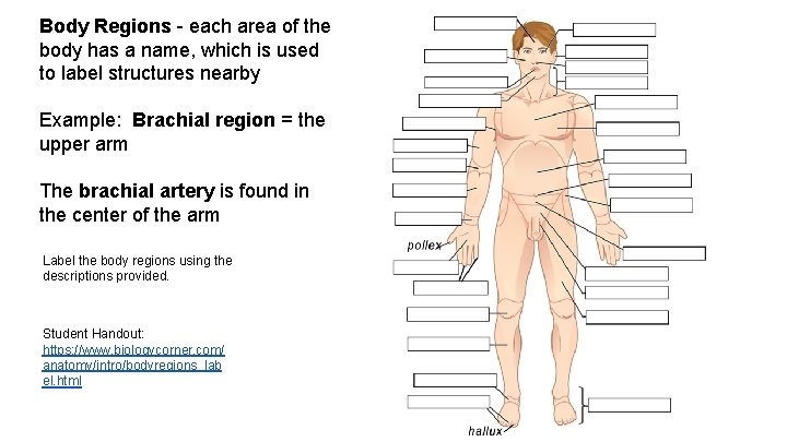 Body Regions - each area of the body has a name, which is used Body Regions - each area of the body has a name, which is used