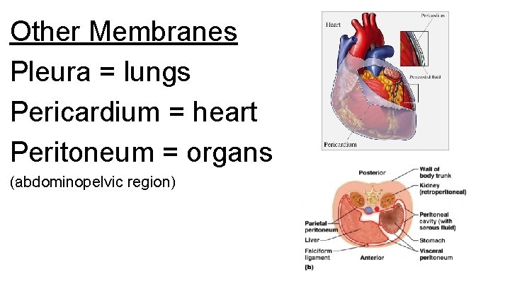 Other Membranes Pleura = lungs Pericardium = heart Peritoneum = organs (abdominopelvic region) Other Membranes Pleura = lungs Pericardium = heart Peritoneum = organs (abdominopelvic region)