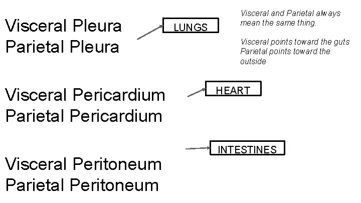 Visceral Pleura Parietal Pleura Visceral Pericardium Parietal Pericardium Visceral Peritoneum Parietal Peritoneum LUNGS Visceral Visceral Pleura Parietal Pleura Visceral Pericardium Parietal Pericardium Visceral Peritoneum Parietal Peritoneum LUNGS Visceral