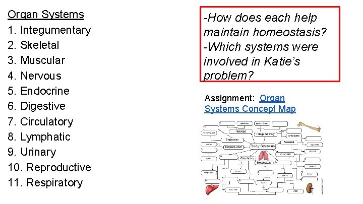 Organ Systems 1. Integumentary 2. Skeletal 3. Muscular 4. Nervous 5. Endocrine 6. Digestive Organ Systems 1. Integumentary 2. Skeletal 3. Muscular 4. Nervous 5. Endocrine 6. Digestive
