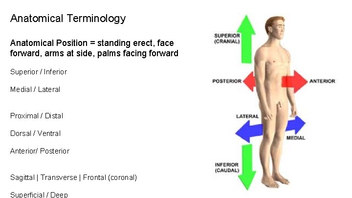 Anatomical Terminology Anatomical Position = standing erect, face forward, arms at side, palms facing Anatomical Terminology Anatomical Position = standing erect, face forward, arms at side, palms facing