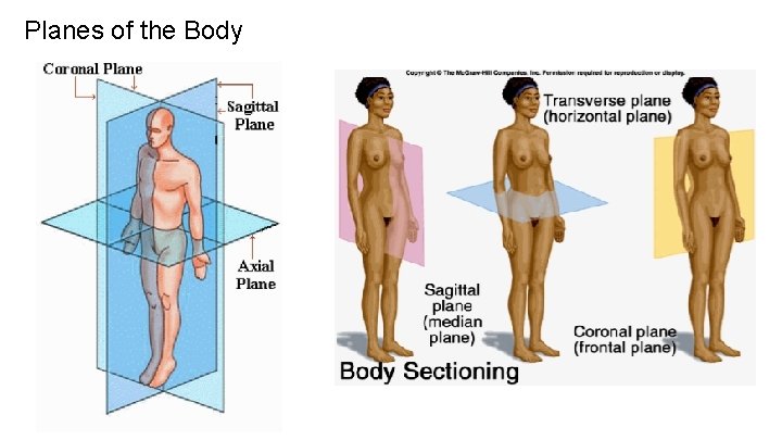Planes of the Body Planes of the Body