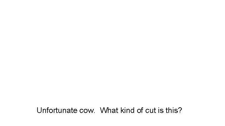 Unfortunate cow. What kind of cut is this? Unfortunate cow. What kind of cut is this?