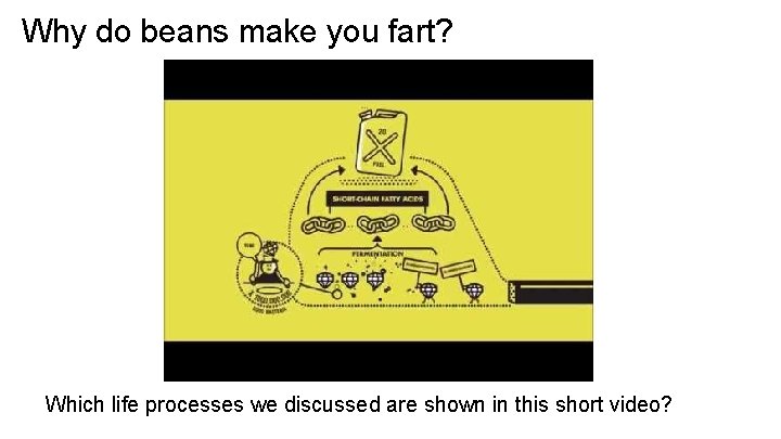 Why do beans make you fart? Which life processes we discussed are shown in Why do beans make you fart? Which life processes we discussed are shown in